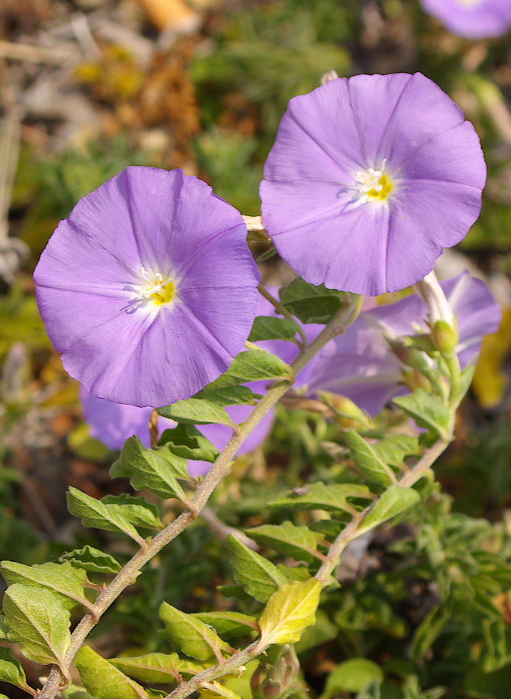 Convolvulus sabatius / Vilucchio della Riviera